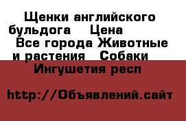 Щенки английского бульдога  › Цена ­ 60 000 - Все города Животные и растения » Собаки   . Ингушетия респ.